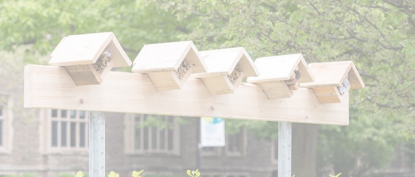 Bee homes on campus