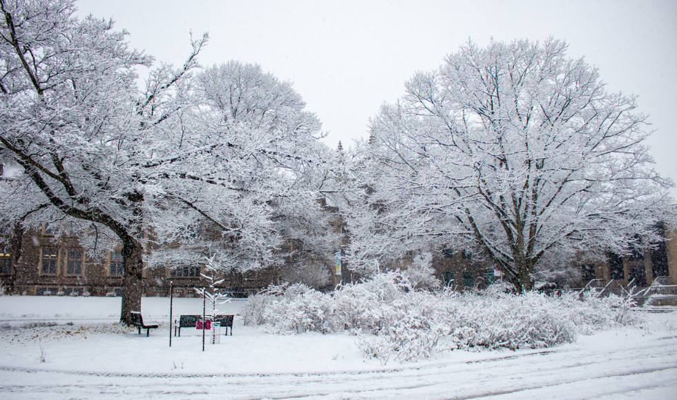 Photo of large snow covered trees in the wintertime at the University Hall Garden.