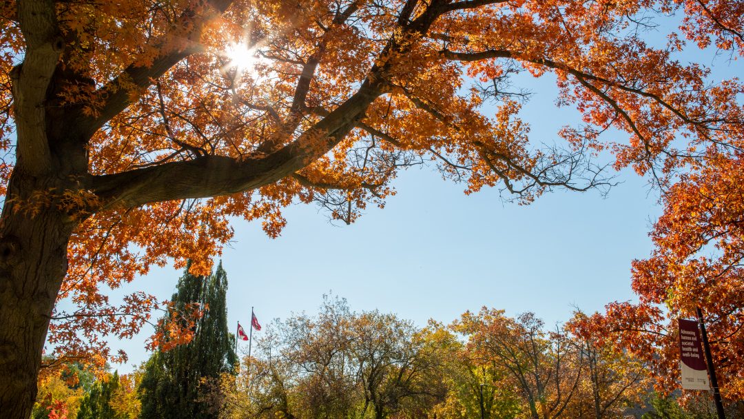 Photo of a large tree near the Nina de Villiers garden at McMaster. The sun is shining through the trees in the background and the leaves on the main tree are turning bright orange and gold with Fall colours.